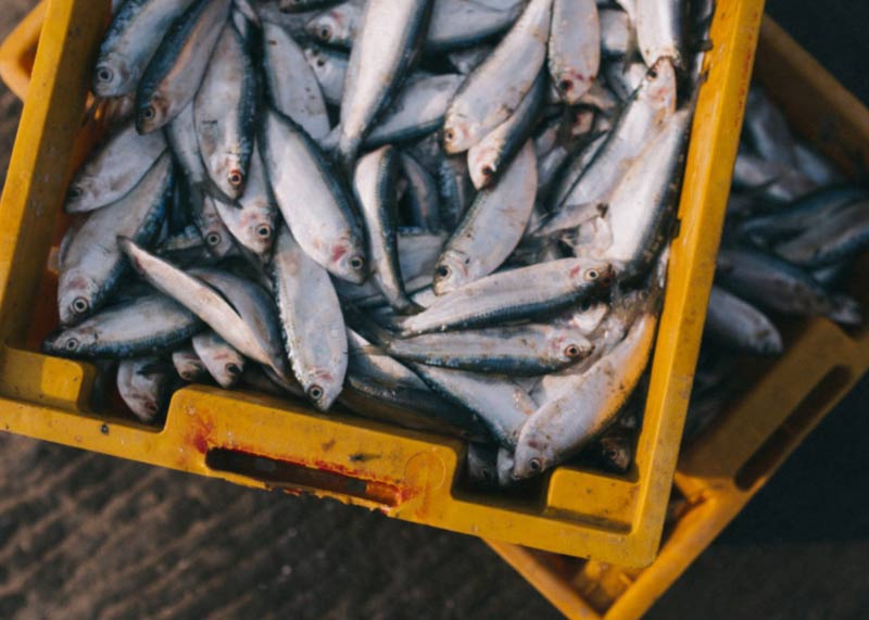 Free website template